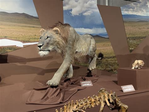 【古生物イベント】特別展 氷河期展 人類が見た4万年前の世界(国立科学博物館) - Prehistoriclifemanの日記