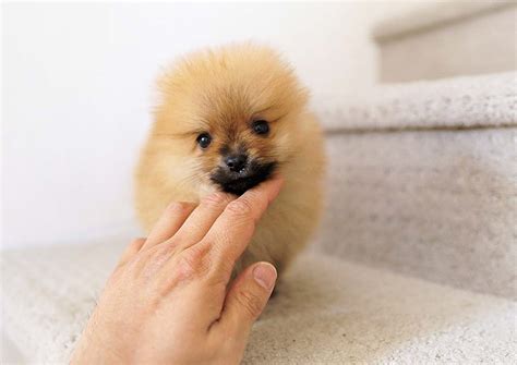 Bear the Pomeranian $̶3̶2̶0̶0̶ $2,800 - Top Dog Puppies