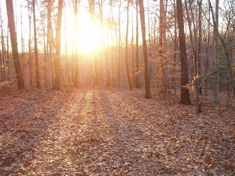 Sunset In The Woods Free Stock Photo - Public Domain Pictures