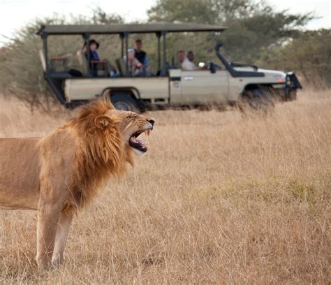 Kenya vs Tanzania – Which is the Best Safari Destination?
