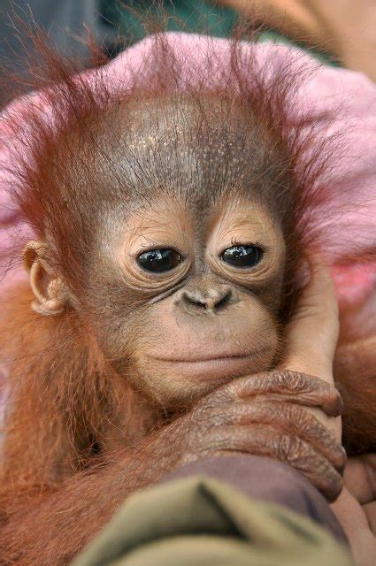 Orangutan Baby