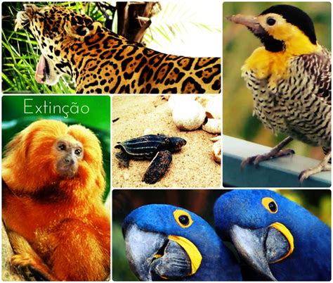 Lista De Animais Ameaçados De Extinção No Brasil Ibama