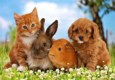 Cat In Easter Wallpapers - Wallpaper Cave