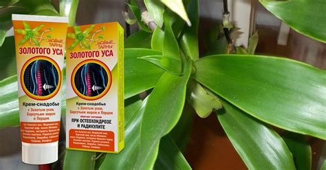 Свойства золотого уса