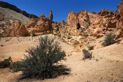 oregon desert biggs blue mountain audubon society