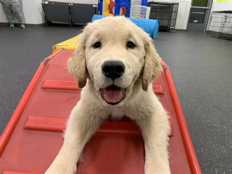 Why Should We Train Dogs
