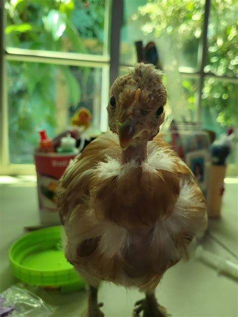 cute chickens drawing 6