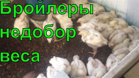 #НЕДОБОР ВЕСА У БРОЙЛЕРА// ПОЧЕМУ И ЧТО ДЕЛАТЬ// - YouTube