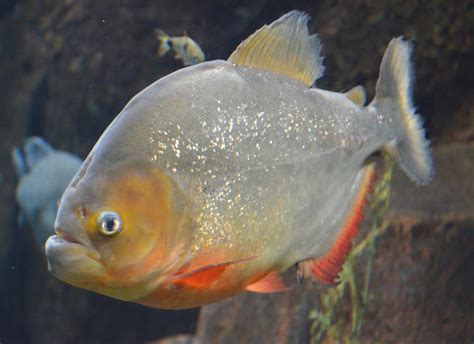File:Red Piranha Pygocentrus Nattereri.JPG - Wikimedia Commons