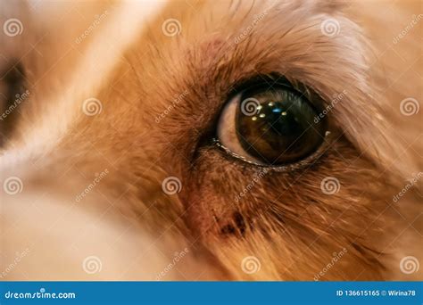 Dog Eye Allergies
