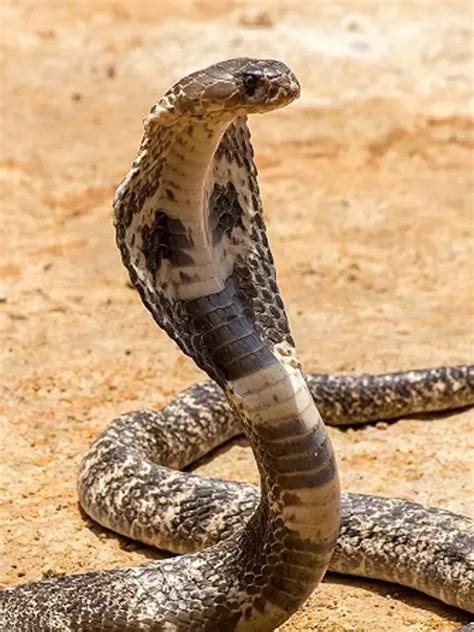 snake can not be made a pet because after knowing and will never try ...