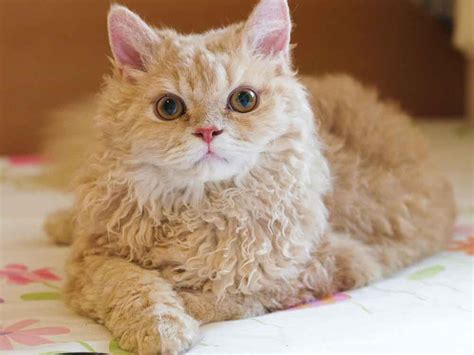 Laperm | Cat Breed Information & Facts – Pictures | Pets Feed