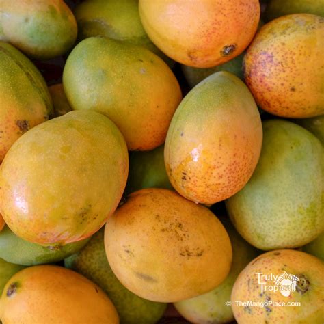 Organic Florida 'Carrie' Mangos Shipped to You! — The Mango Place