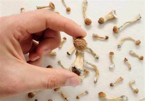 Best Psilocybin Supplement Options Are Changing Mental Health Care - RYZE Superfoods