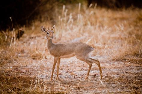 "Dik Dik" Bilder – Durchsuchen 385 Archivfotos, Vektorgrafiken und ...