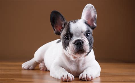 #830679 4K, Dogs, French Bulldog, Puppy, White - Rare Gallery HD Wallpapers