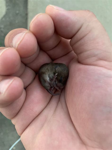 Found this abandoned animal, anyone know what it is? : r/babyanimals