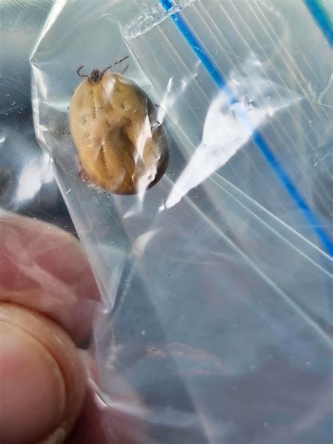 Identification : r/ticks