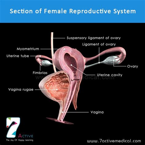 Section of female reproductive system | Female reproductive system ...