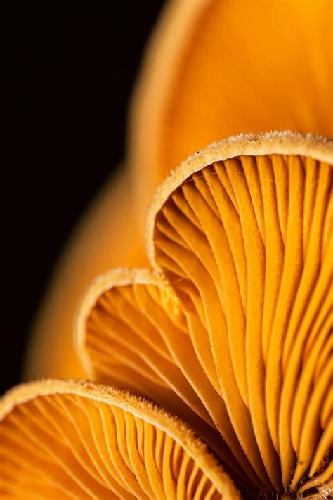 Just+Big+Hard+Cocks+Close+Up Photos, Download The BEST Free Just+Big