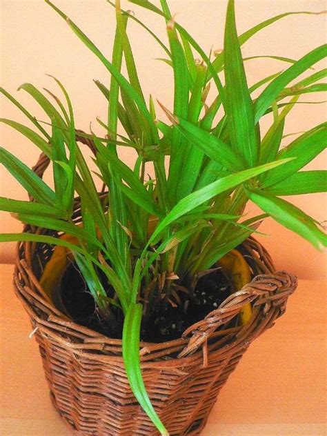 Šáchor | Cyperus,Papyrus: pěstování