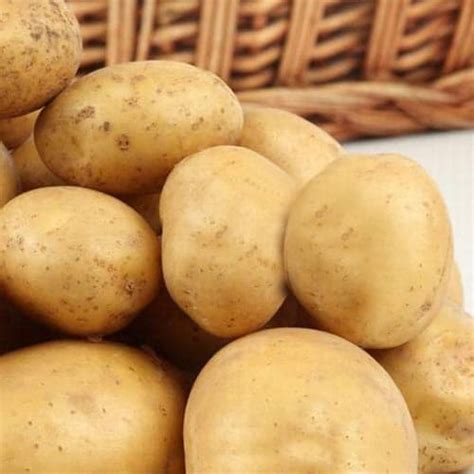 Картофель Скороспелка: описание и характеристики, особенности посадки и ...