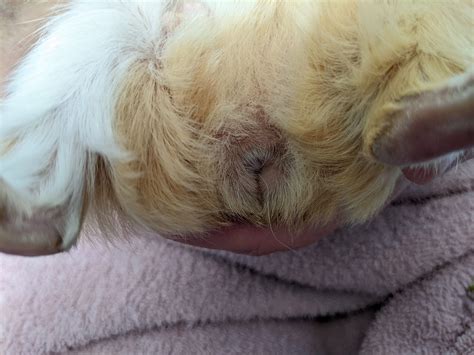 How To Tell Your Guinea Pig's Gender (With Photos) - Precisely Pets