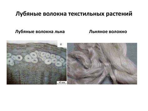 Механические ткани в органах растения - online presentation