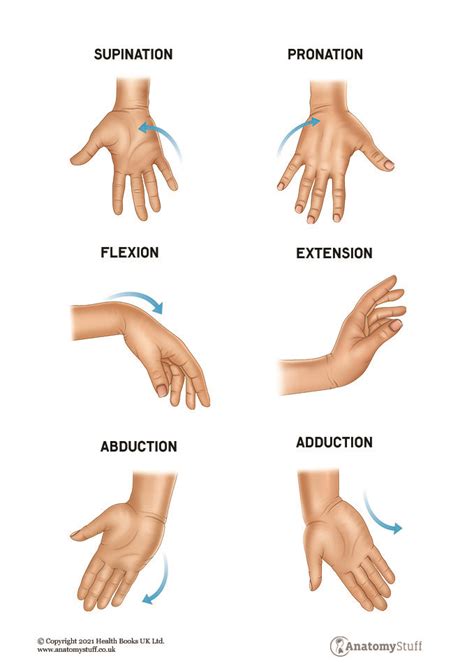 Flexion Extension Range Of Motion at Amelia Woodhouse blog