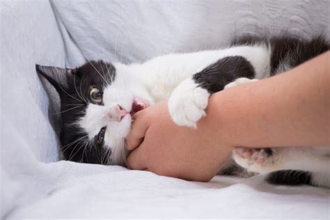 What to Do When a Cat Bites You: Vet-Reviewed Steps to Take & Risks ...