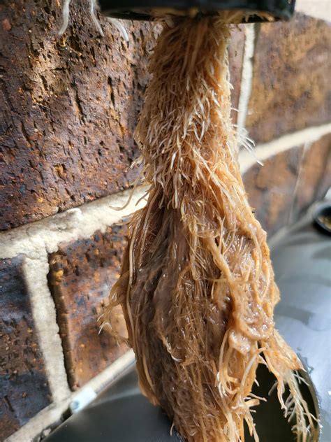 Soaked roots in hydrogen peroxide 1:2 ratio with water. Now my plant