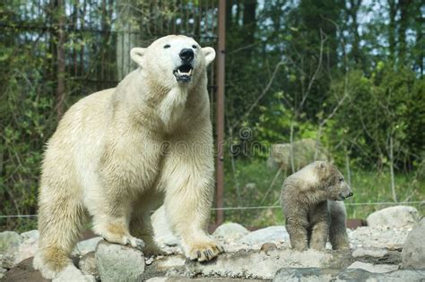 Polar bear roaring stock image. Image of growling, polar - 44228409