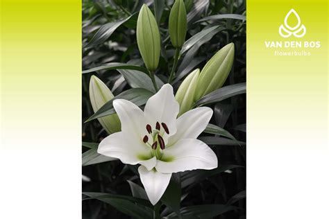 Tisento® (O.T.) - Lily - Van den Bos Flowerbulbs