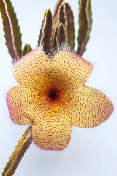 Best Carrion Flower Stock Photos, Pictures & Royalty-Free Images - iStock