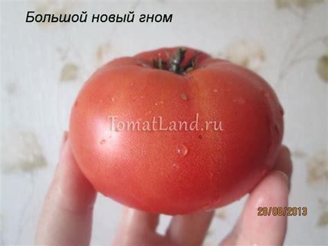 Томат Новый большой гном: описание сорта, ОТЗЫВЫ, фото | tomatland.ru