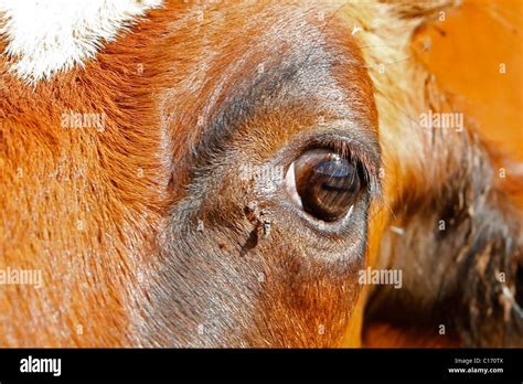 Cow Eyes