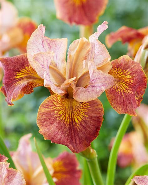 iris sibirica paprikash bare roots buy cinnamon siberian iris