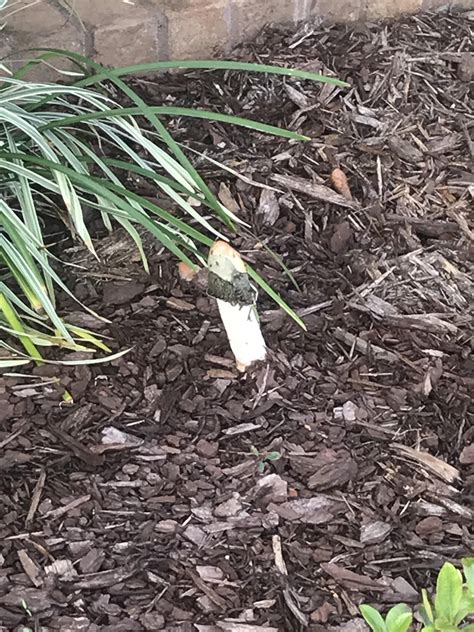 How do I get rid of these phallic shaped mushrooms from my bush garden
