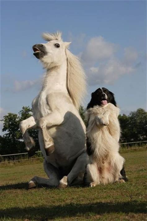 1000+ images about Border Collie on Pinterest | Sheep dogs, Working ...