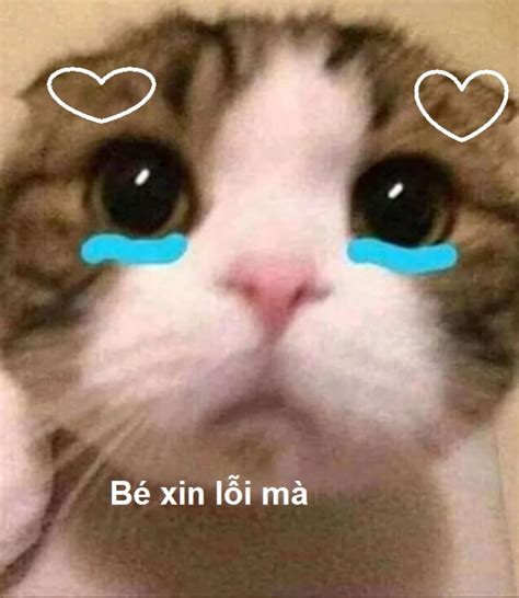 Top 1001+ hình ảnh meme mèo cực đáng yêu cho các sen lựa chọn