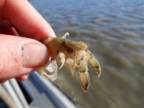 fish   bay january  mud shrimp alert upogebia explosion