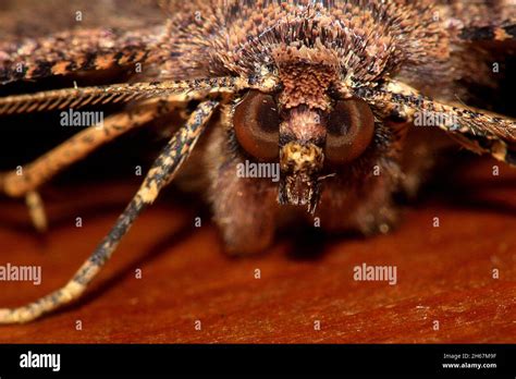 Brown evening moth (Gellonia dejectaria Stock Photo - Alamy