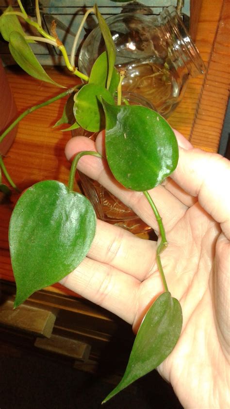 Distinguishing Between Pothos and Philodendron? | ThriftyFun