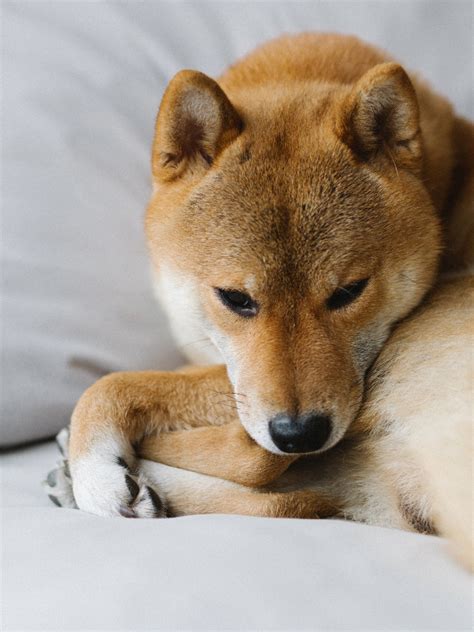 Síndrome de Cushing: A doença bastante comum entre pets