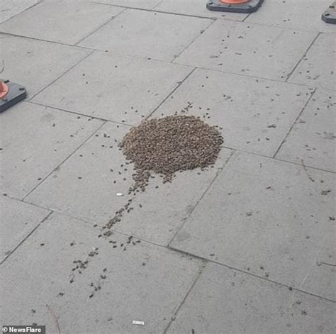hundreds  bees swarm  coned  area  london  met officers