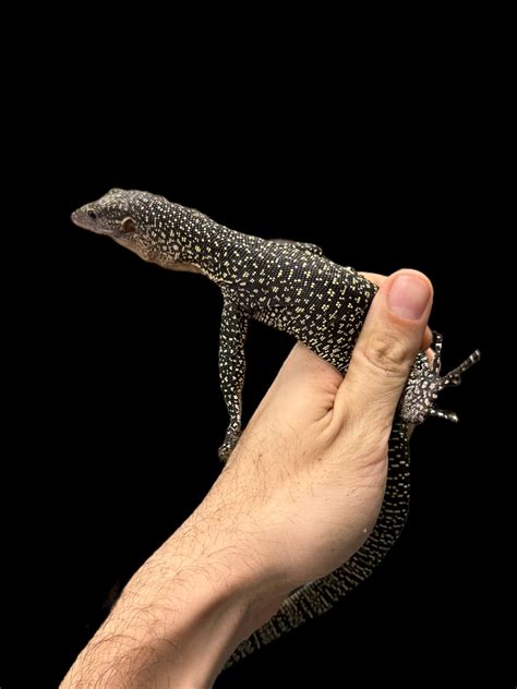 Mangrove Monitor (Varanus indicus)