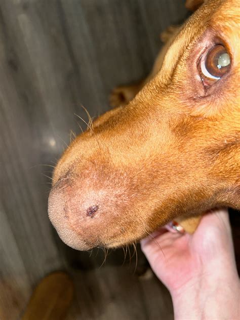 Pet owners speak out after 38 animals taken from Knoxville home