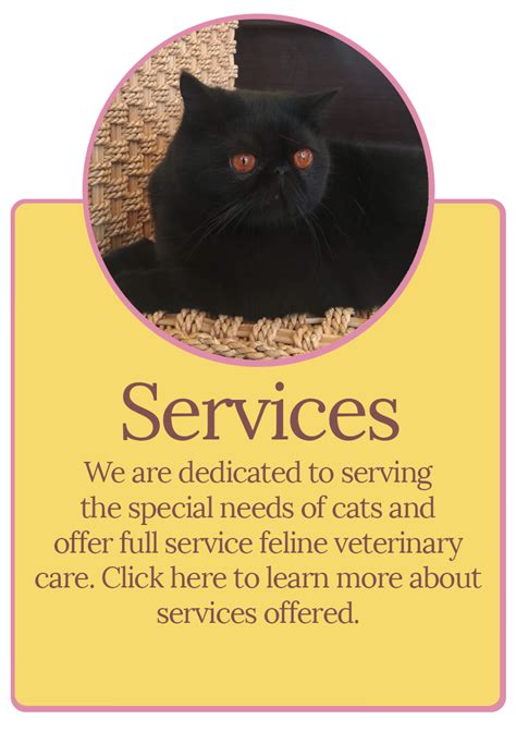 cat doctor shreveport la home page
