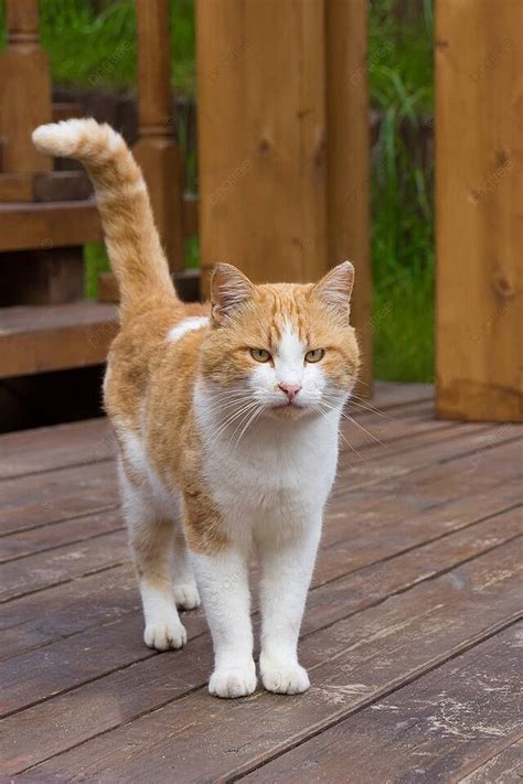 threshold step  pictures  background images