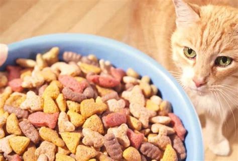 rekomendasi makanan kucing terbaik